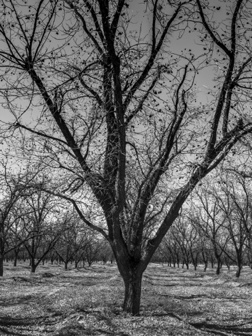 Pecans in Winter